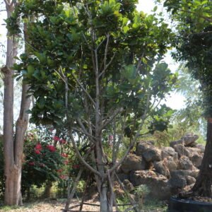 1A14 ไทรใบสัก (กอ) ขนาด7,8 นิ้ว