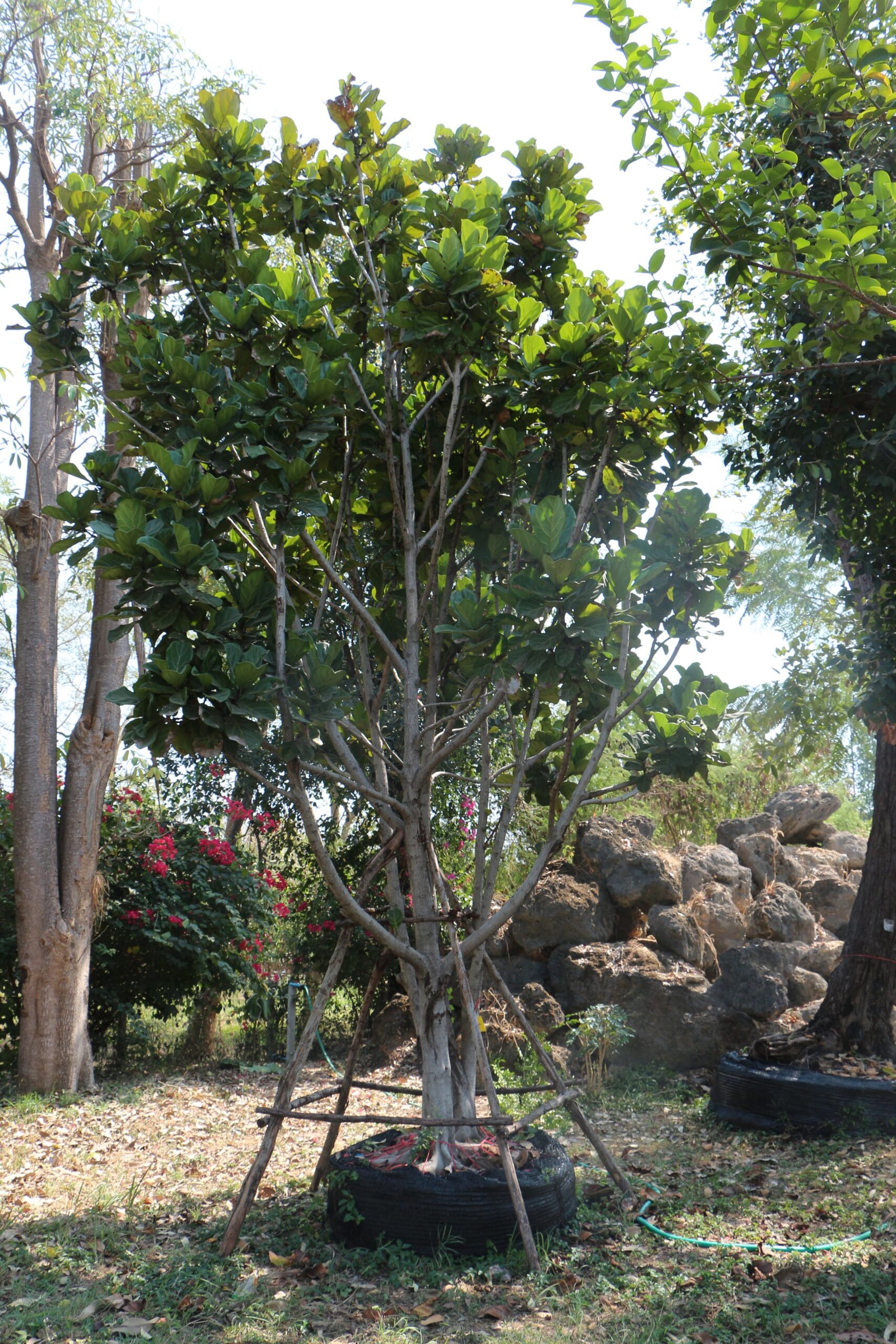 1A14 ไทรใบสัก (กอ) ขนาด7,8 นิ้ว