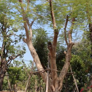 1A15 หางนกยูง ขนาด 25 นิ้ว