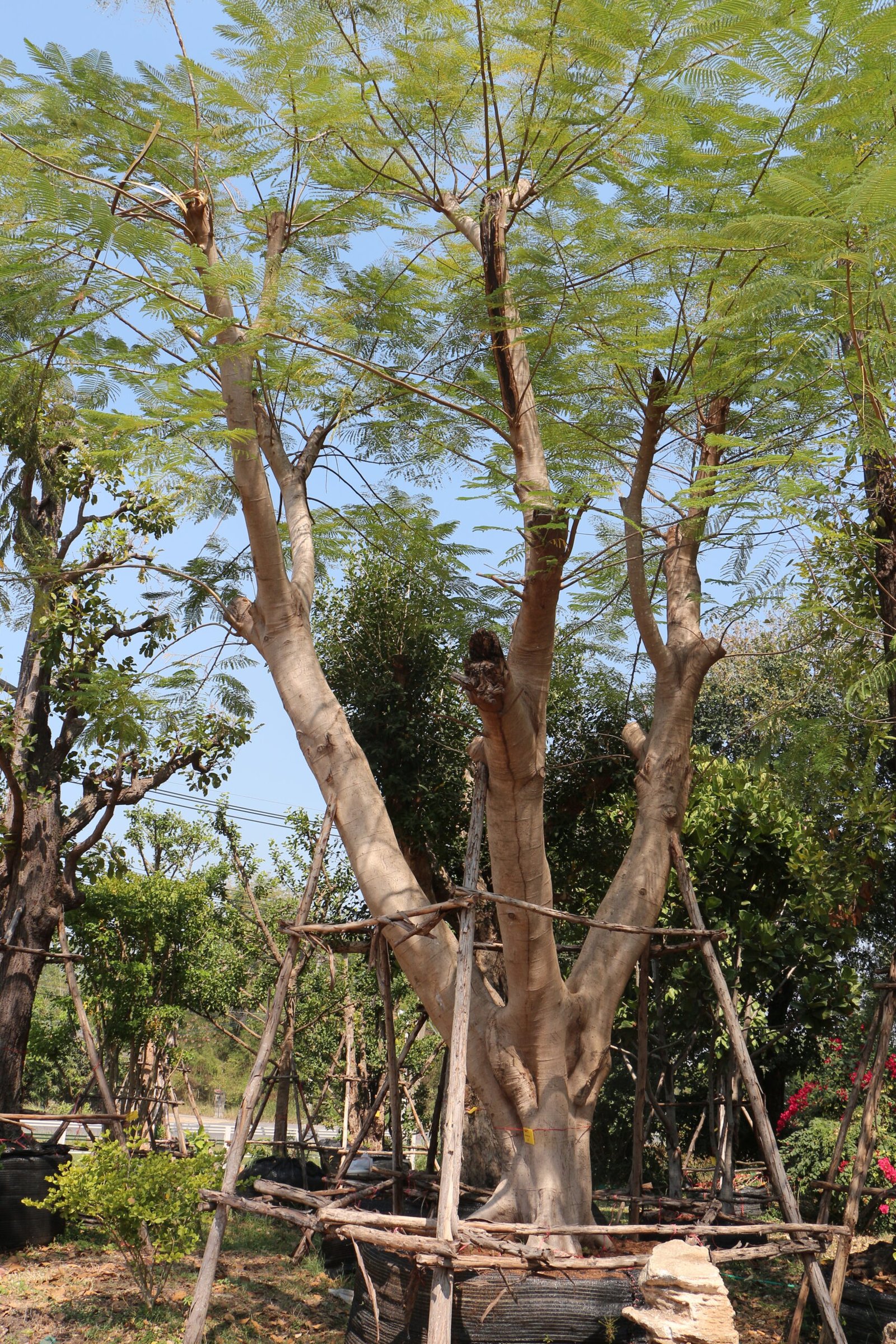 1A15 หางนกยูง ขนาด 25 นิ้ว