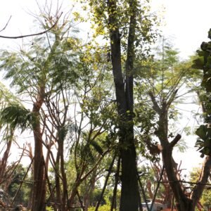 A16 พยอม ขนาด 24 นิ้ว