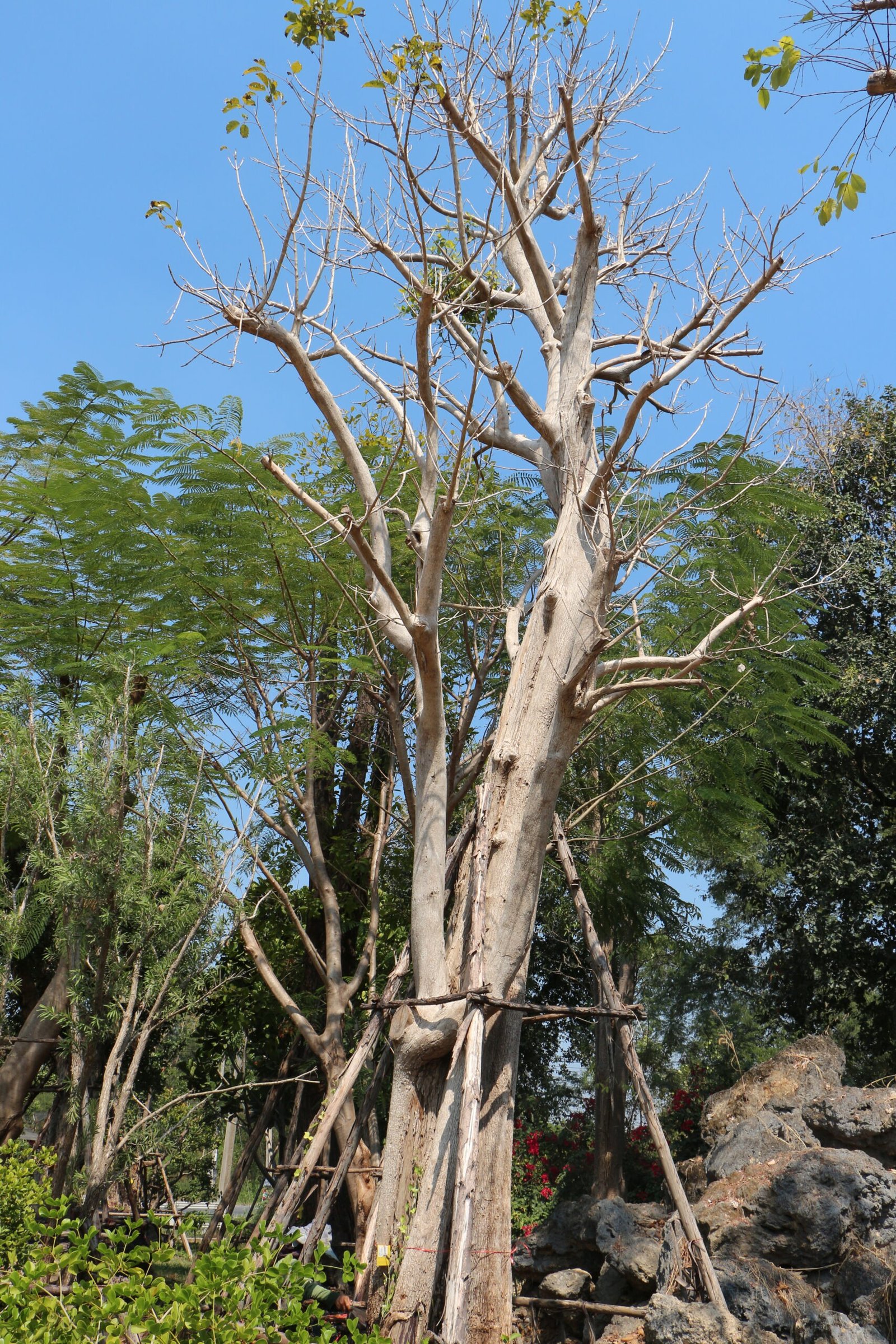 A18 ไข่เน่า ขนาด 30 นิ้ว