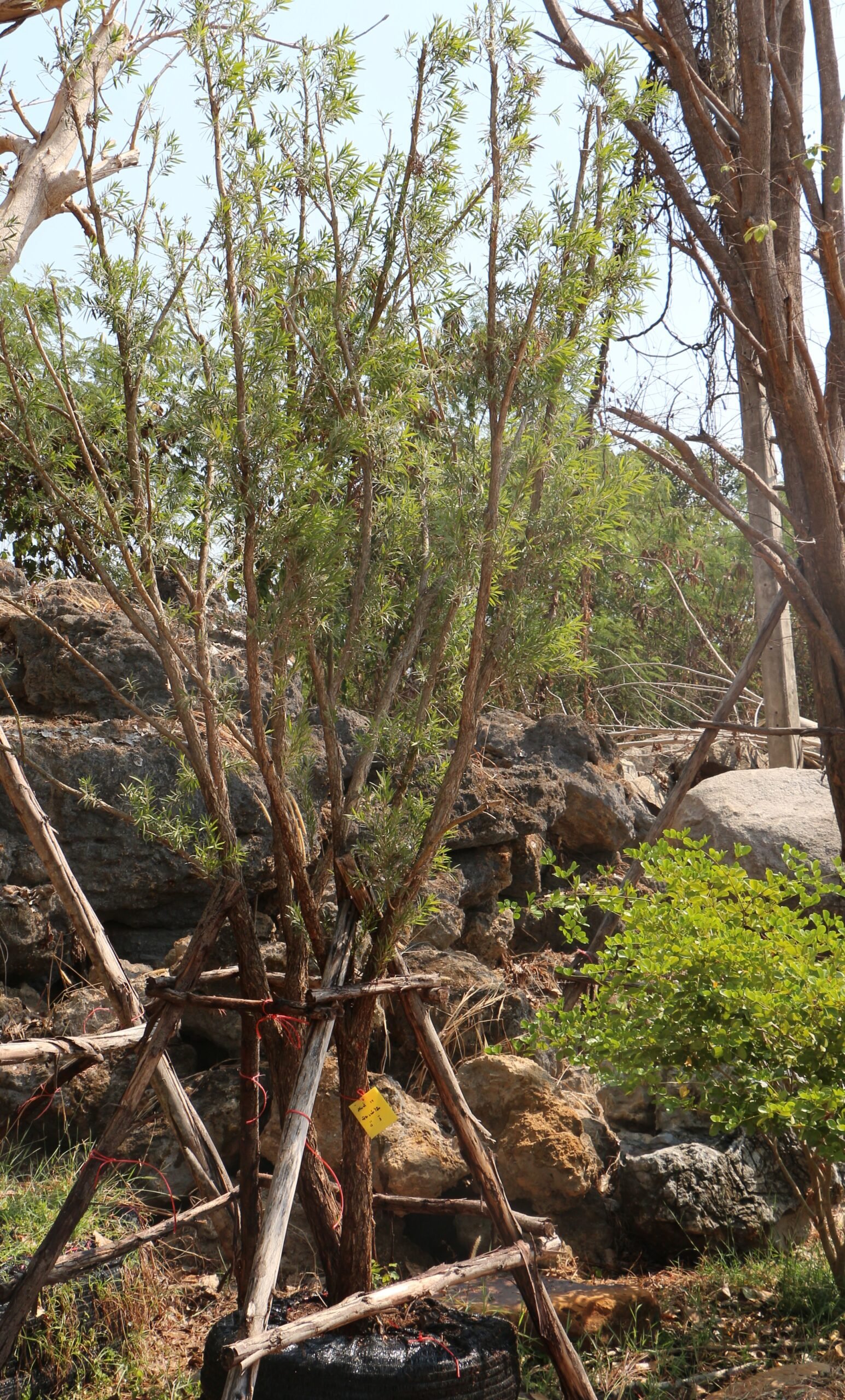 A19 ซิลเวอร์โอ็ค ขนาด 3 และ 4 นิ้ว