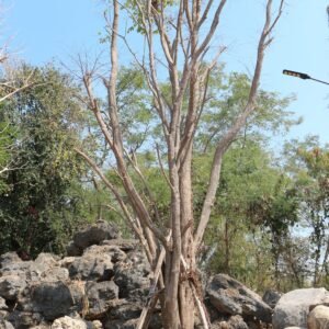 A20 โมกมัน ขนาด 19 นิ้ว