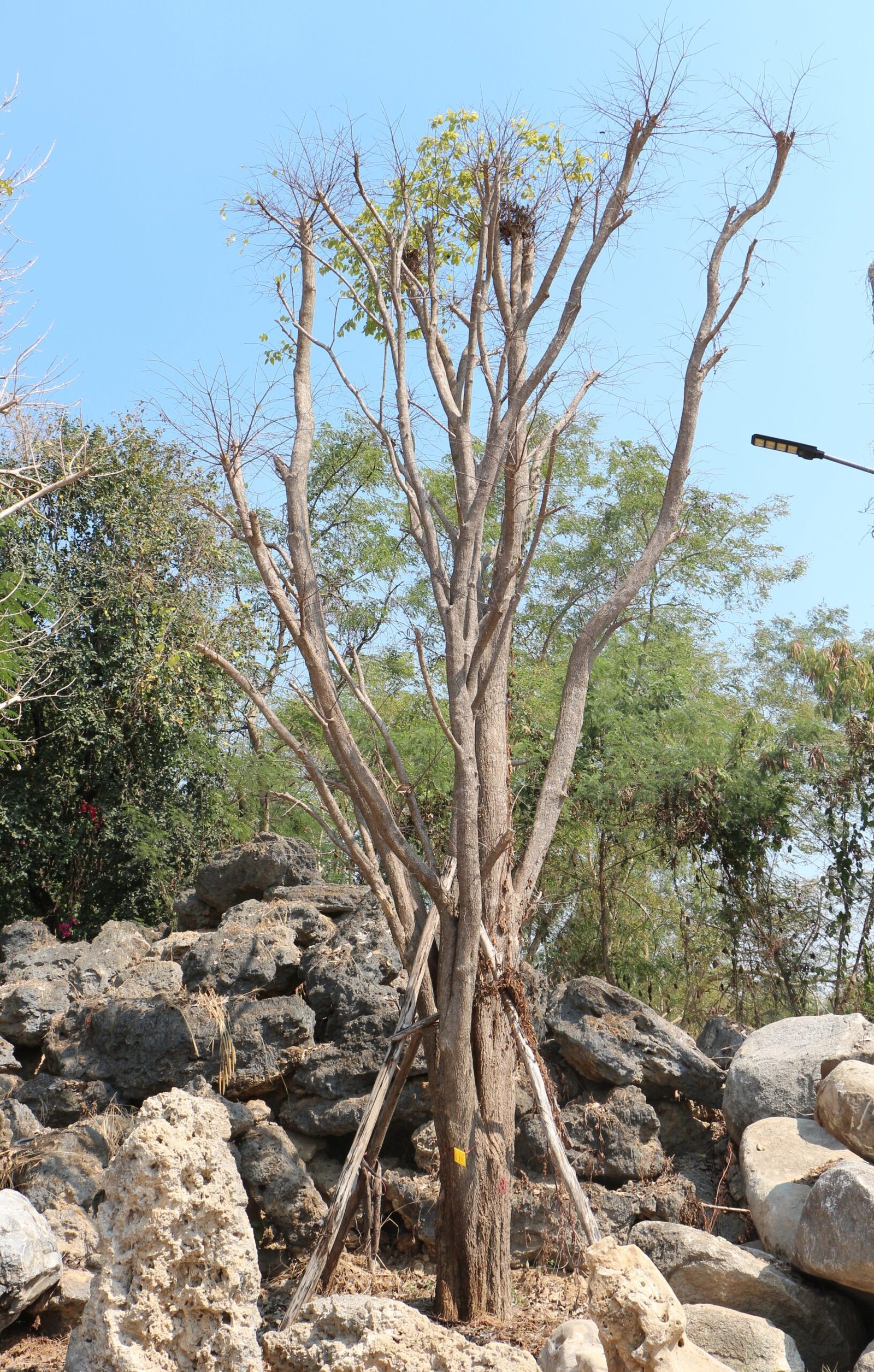 A20 โมกมัน ขนาด 19 นิ้ว