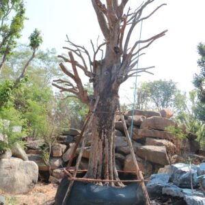 A22 พูลทรัพย์(ไม้เข้าใหม่รอแตกใบ)