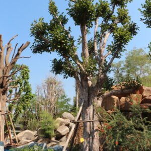 A23 พูลทรัพย์ ขนาด 21 นิ้ว