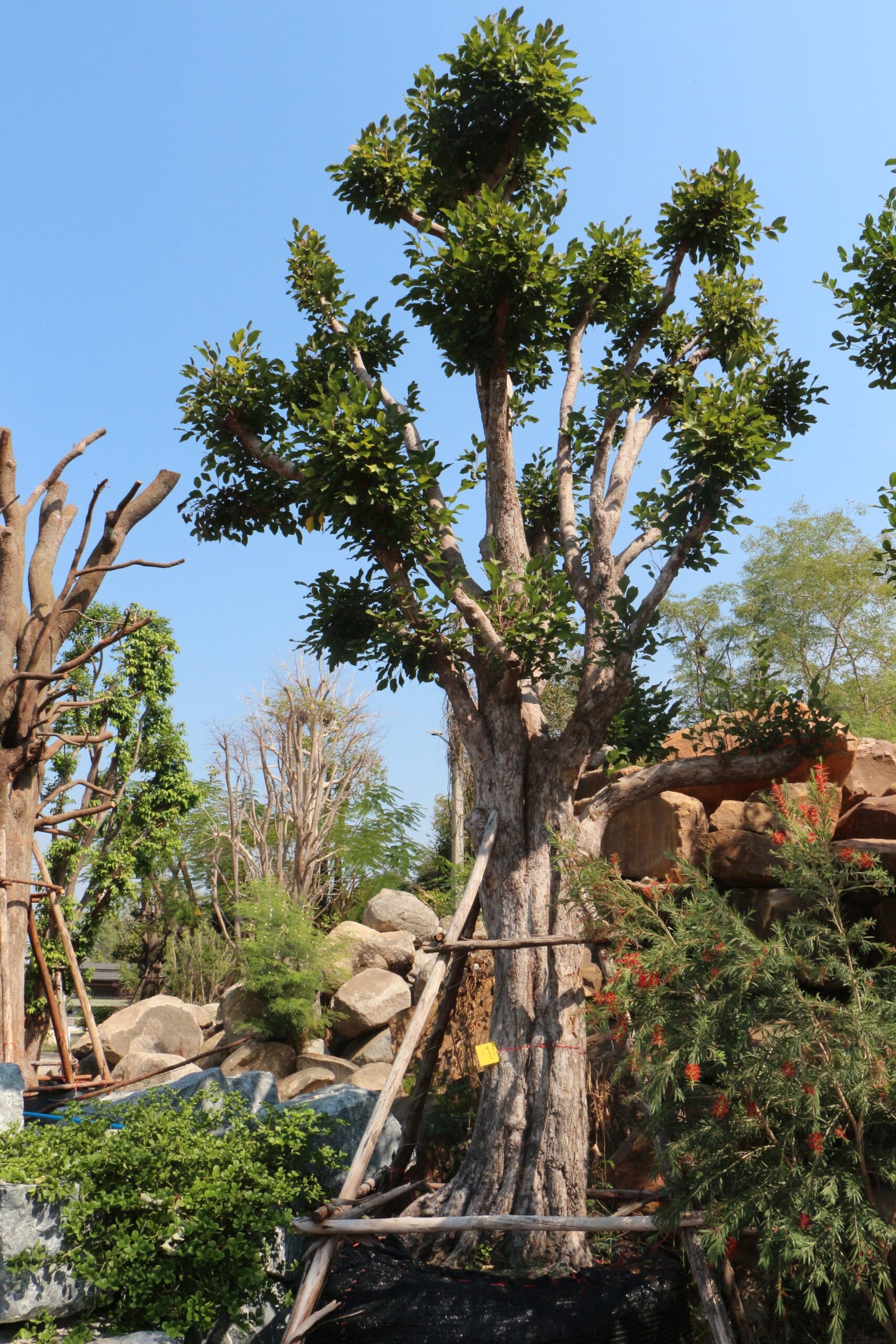 A23 พูลทรัพย์ ขนาด 21 นิ้ว