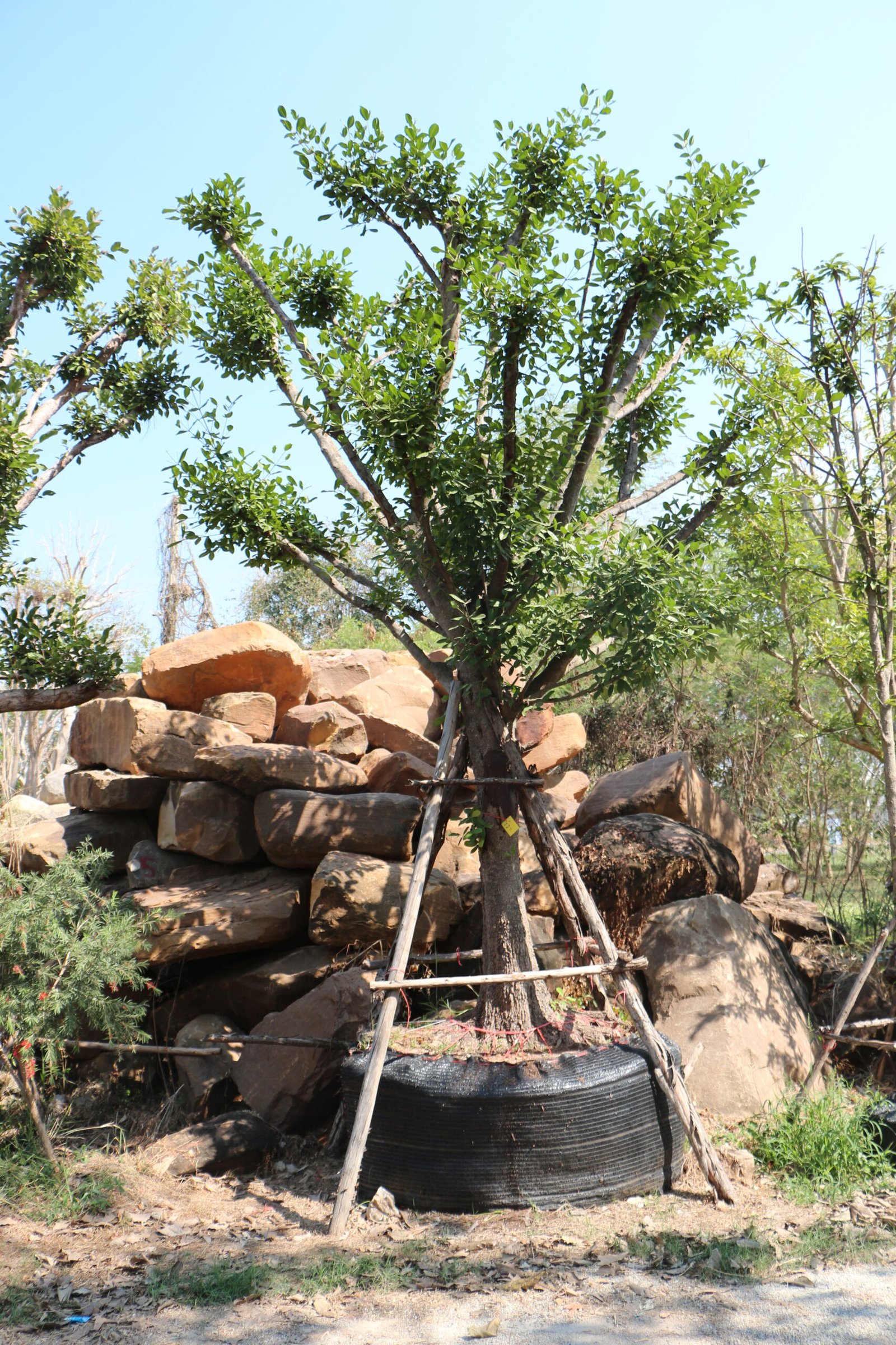 A24 มั่งมี ขนาด 16 นิ้ว