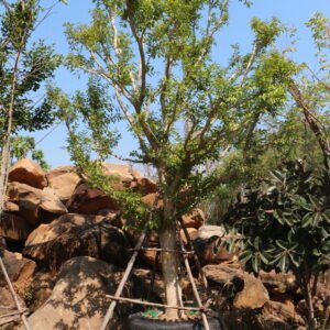 ฺB2 ชุมแสง ขนาด 12 นิ้ว