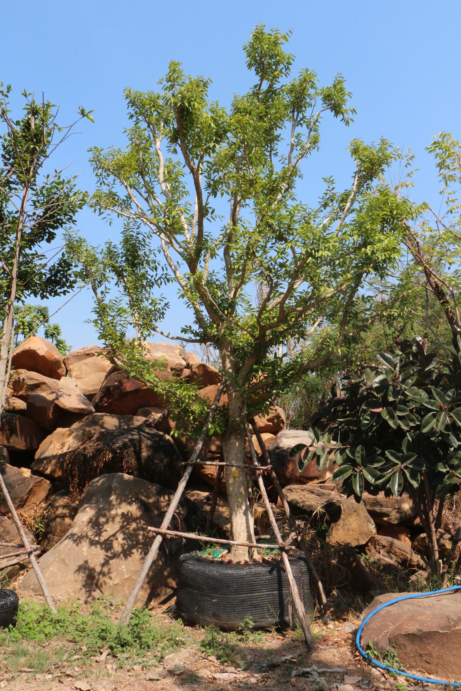 ฺB2 ชุมแสง ขนาด 12 นิ้ว