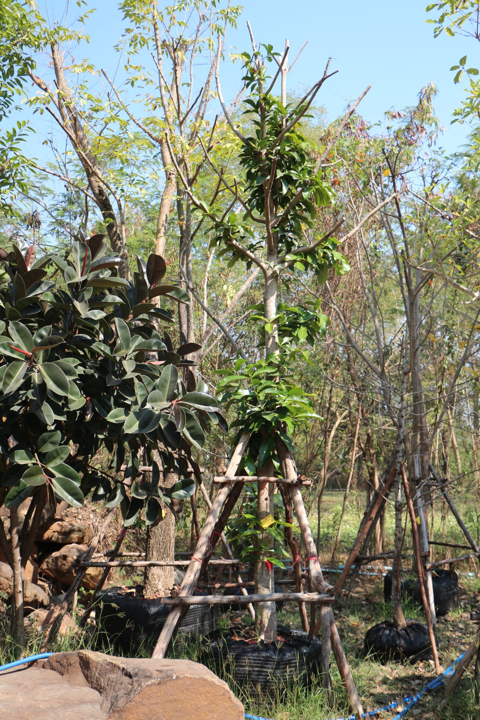 B3ชมพู่มะเหมียว ขนาด 6 นิ้ว