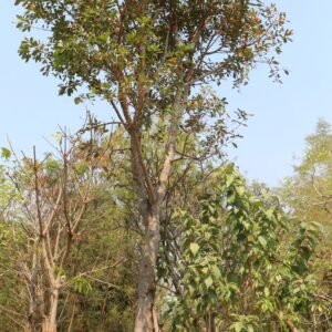 ฺB7 จิกน้ำ ขนาด 12 นิ้ว