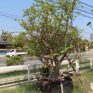 1A1 ชุมแสง (กอ) ขนาด 3 นิ้ว 11  นิ้ว