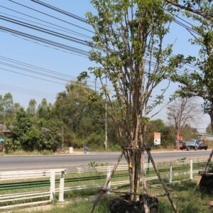 A2 แก้วเจ้าจอม ขนาด 8 นิ้ว