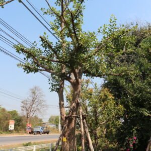 A3 มั่งมี ขนาด 16 นิ้ว