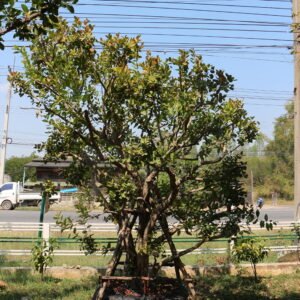 1A4 หว้าแม่น้ำโขง(กอ) ขนาด 3 นิ้ว14 นิ้ว