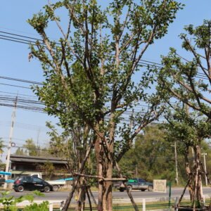 A5 มั่งมี (กอ)ขนาด 9 นิ้ว,5.5 นิ้ว