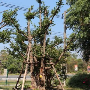 A7 มั่งมี ขนาด 23 นิ้ว