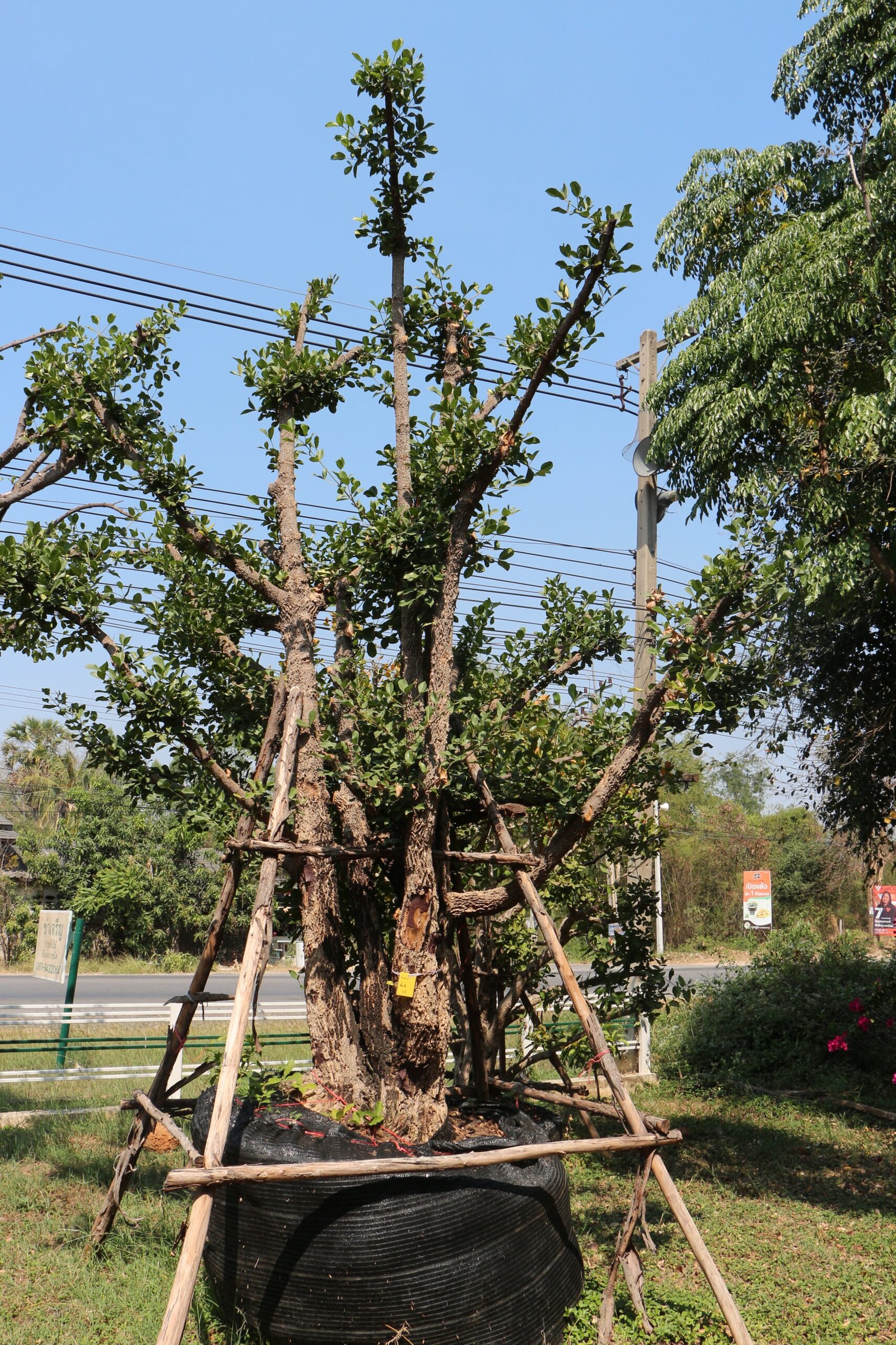 A7 มั่งมี ขนาด 23 นิ้ว