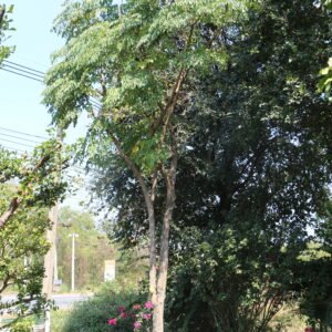 A8 ปีบสีทอง ขนาด 8 นิ้ว