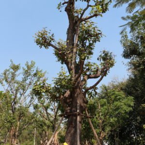 A9 พยอม ขนาด 23  นิ้ว