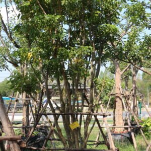 1A10แก้วเจ้าจอม(กอ) ขนาด 3,5,4,3,2,2 นิ้ว