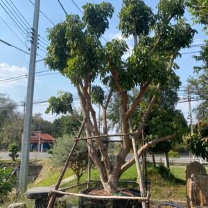 1F1 ต้นลำไย(กอ) ขนาด 8 นิ้ว และ 11 นิ้ว