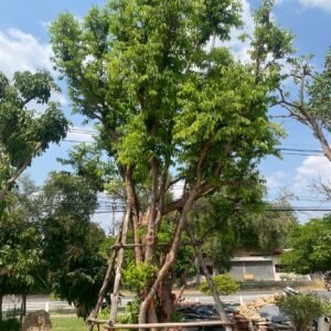 1F2 เสม้ดแดง (กอ) ขนาด 9 นิ้ว , 8นิ้ว, 6 นิ้ว, 6 นิ้ว